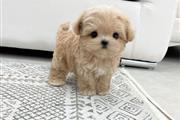 MALTIPOO EN VENTA en Indianapolis