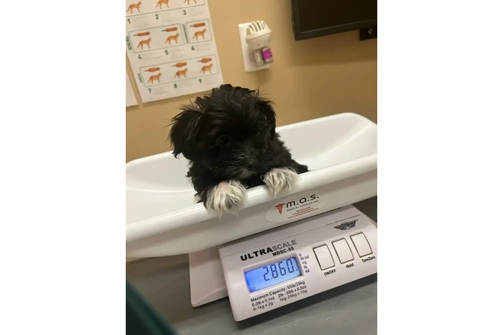 $2200 : Morkie Puppies image 5