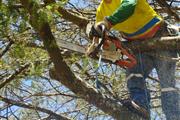 Servicio poda y tala de árbole en Quito