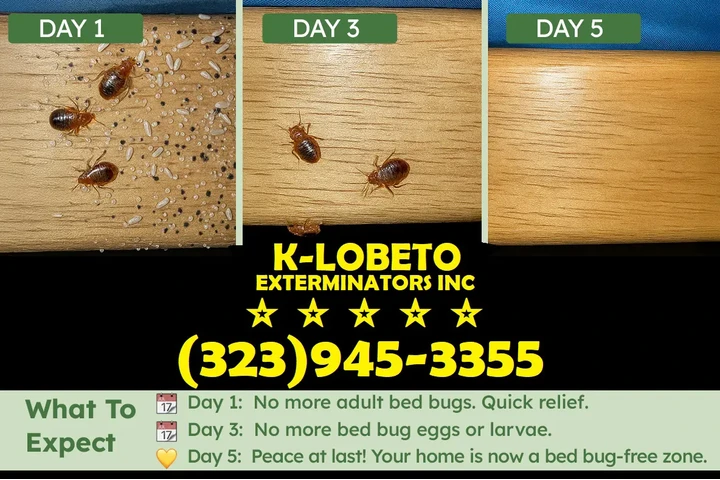 PEST CONTROL SERVICES L.A. image 3