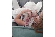 Mini cerditos en adopción en Miami