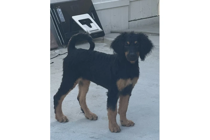 Goldendoodle standard image 2