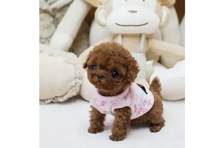 $350 : Micro Poodle image 4