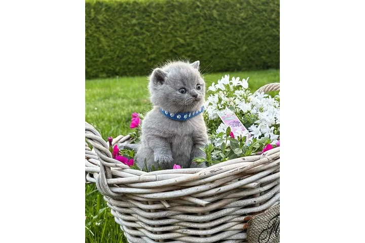 $300 : BSH for sale image 1