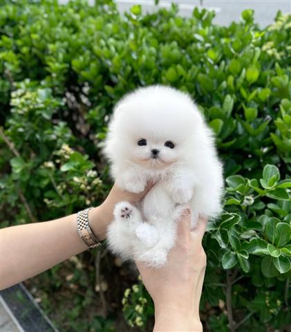 $500 : Pomeranian puppies image 3