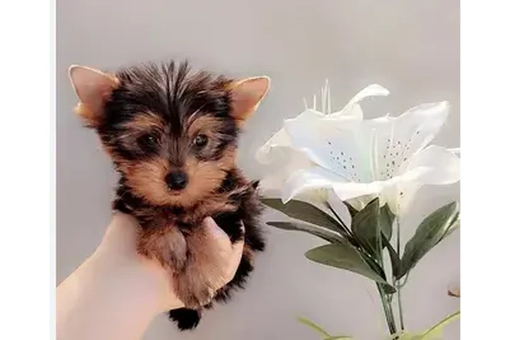$1500000 : Perritos Yorkie Hermosos image 2