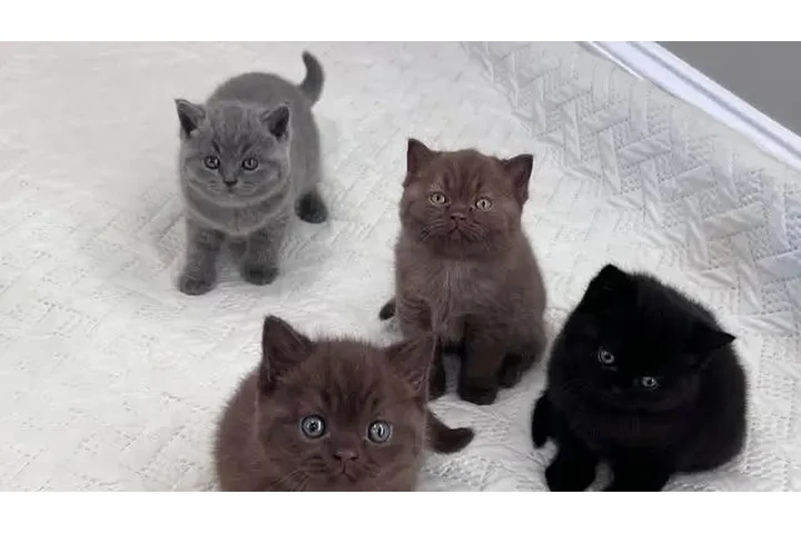 $240 : British Shorthair for sale image 1