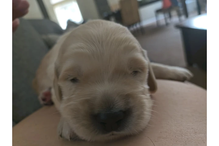 $1200 : Golden retriever image 1