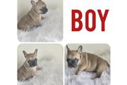 $2 : French bulldog thumbnail