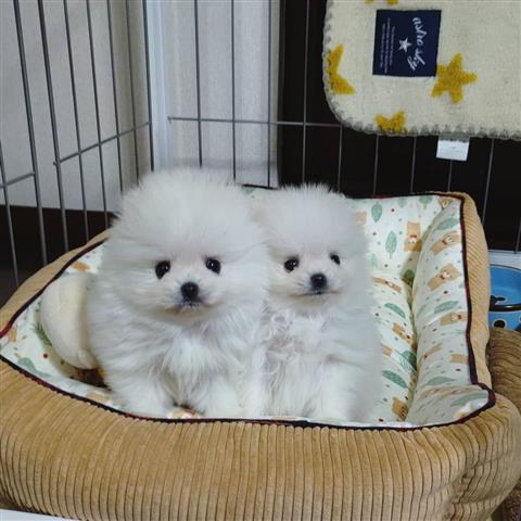 $400 : POMERANIAN PUPPIES TEACUP image 3