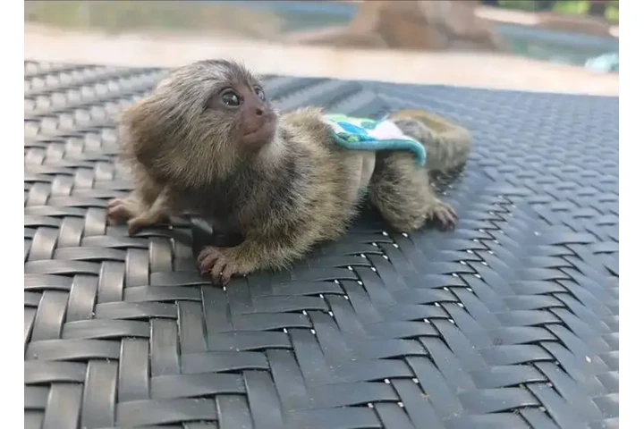 $2200 : Adorable 3-Week-Old Marmoset image 1