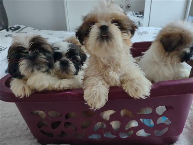 $500 : Adorable Male And Female Shih image 1