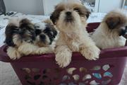 $500 : Adorable Male And Female Shih thumbnail