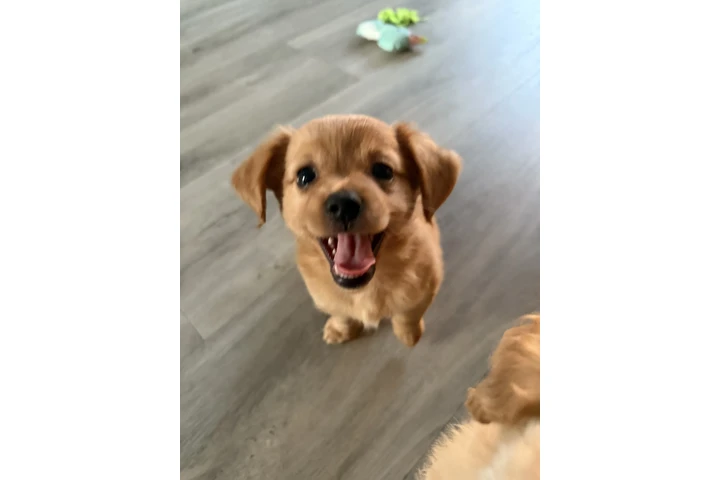 $600 : Pomapoo mix image 2