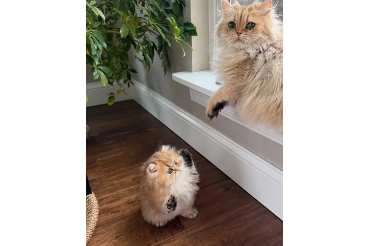 $240 : Persian kittens for sale image 1