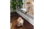 Persian kittens for sale en Bronx