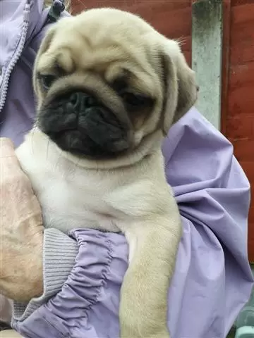 $500 : PUG PUPPIES FOR NEW HOME image 2