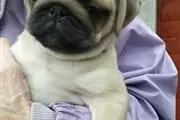 $500 : PUG PUPPIES FOR NEW HOME thumbnail
