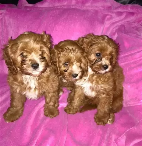 Adorable Cavapoo puppies image 2