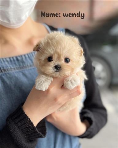 $350 : MALTIPOO EN VENTA image 3