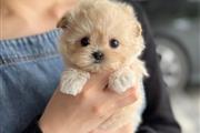 $350 : MALTIPOO EN VENTA thumbnail