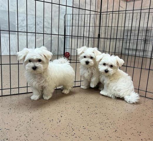 $300 : Teacup Maltese Available image 1