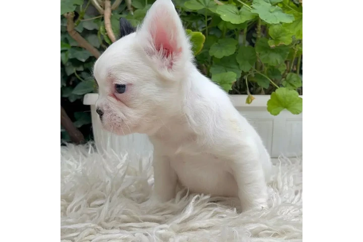 $300 : Pomeranian and French bulldog image 5