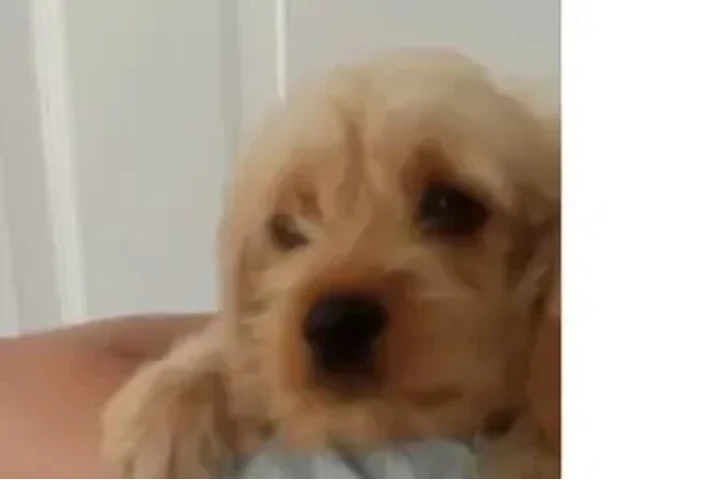 $150 : Cocker Spaniel need 🏠 and♥️ image 7