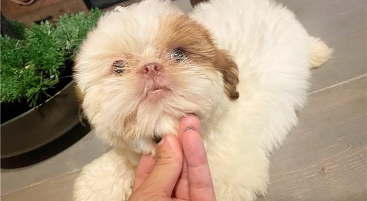 $500 : Shih tzu puppies for adoption image 1