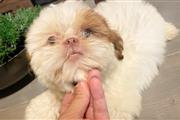 Shih tzu puppies for adoption en Shreveport