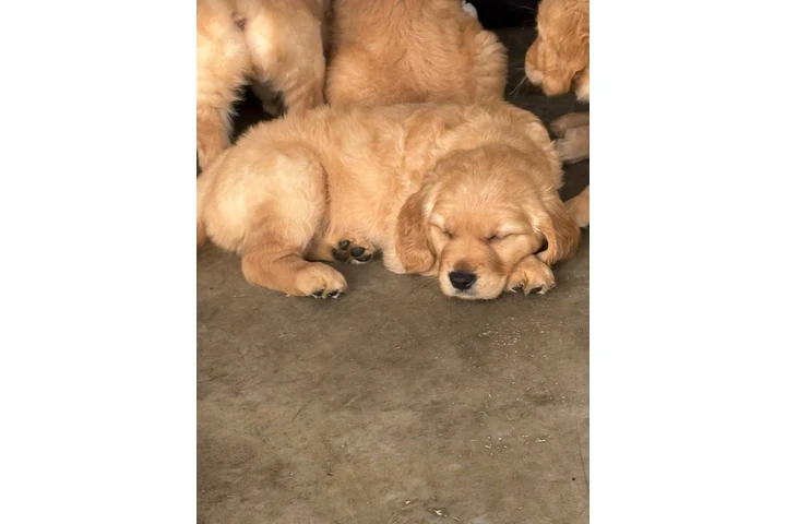 $350 : Cachorros Golden Retriever image 3