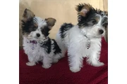 French bulldog and Pomeranian en Denver