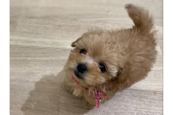 $350 : cachorros Maltipoo image 3