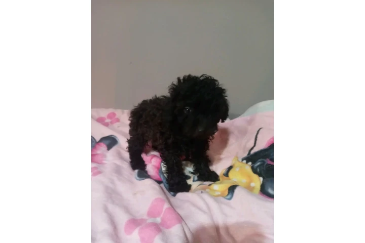 POMERANIANS Y SHIH-TZU 🐕 image 2