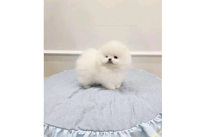 $200 : French bulldog and Pomeranian image 2