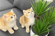 $250 : Gold British Shorthair Ready thumbnail