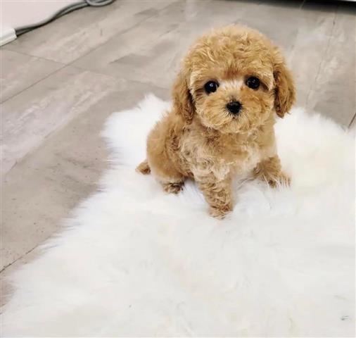 $400 : Maltipoo puppy for adoption image 1