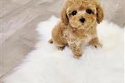 Maltipoo puppy for adoption