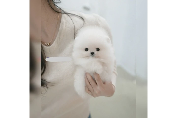$250 : Maltese puppy image 5