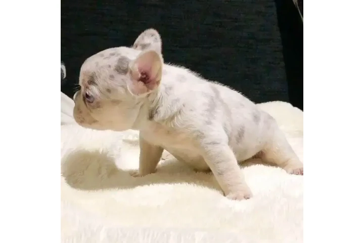 $77 : Teacup meillese image 1