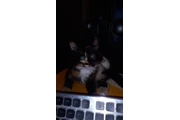 $50 : Mi amiguito el gato... thumbnail