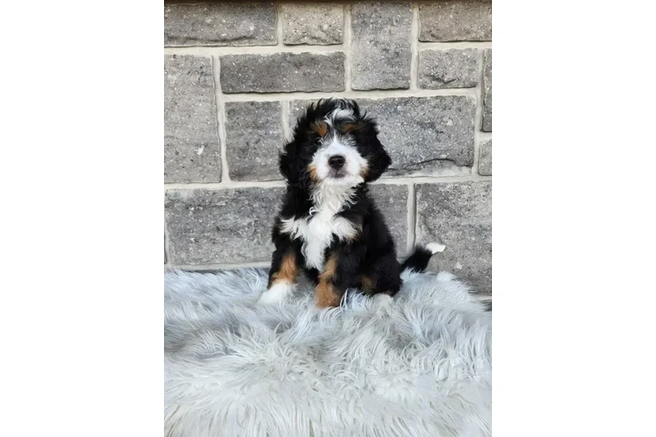 $2500 : Multigen medium Bernedoodles image 2