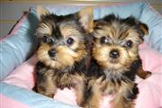 $500 : Taza de té Yorkie Puppies para thumbnail