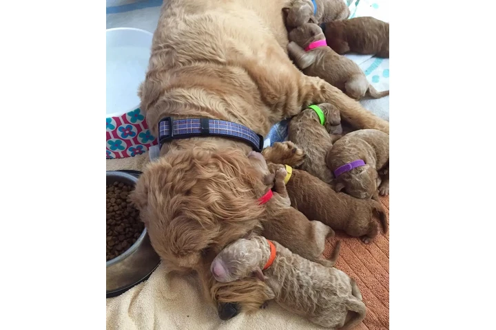 $800 : holly goldendoodle pups Cread image 2