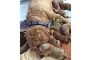 $800 : holly goldendoodle pups Cread thumbnail