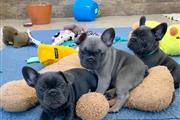 $350 : Bulldog Francés En Venta thumbnail