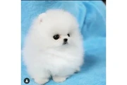 Pomeranian puppies en Dallas