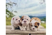 $400 : Cute English Bulldog Puppies thumbnail