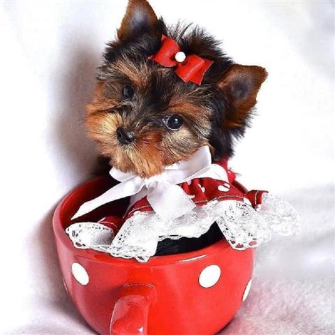 $349 : Cute Yorkie Puppies image 1