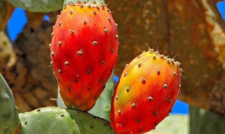 Las tunas rojas tienen propiedades curativas